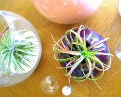 air plants, '80s ceramics