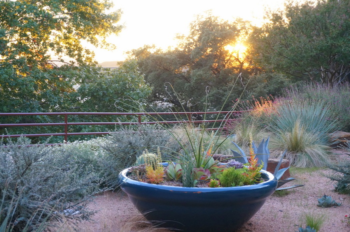 Succulents and native plants at the office park