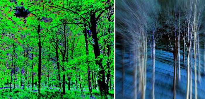Forest-themed artwork from David Pyatt (left) and Laake-Photos (right) via Society6