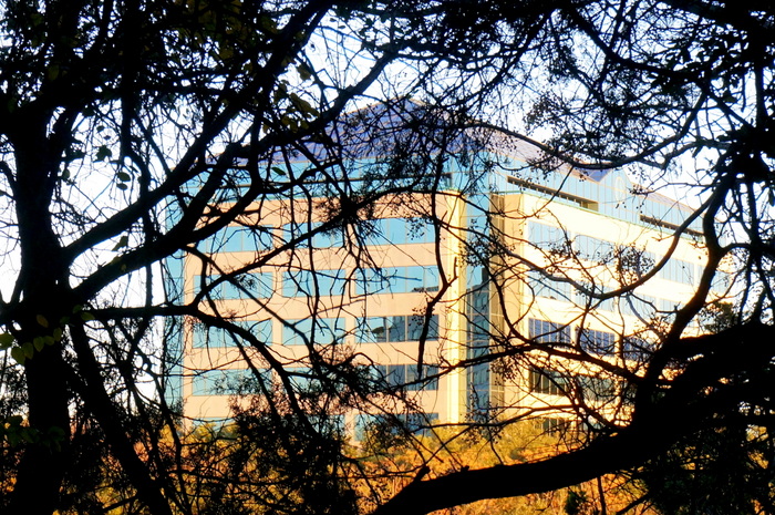 An office building through the winter trees