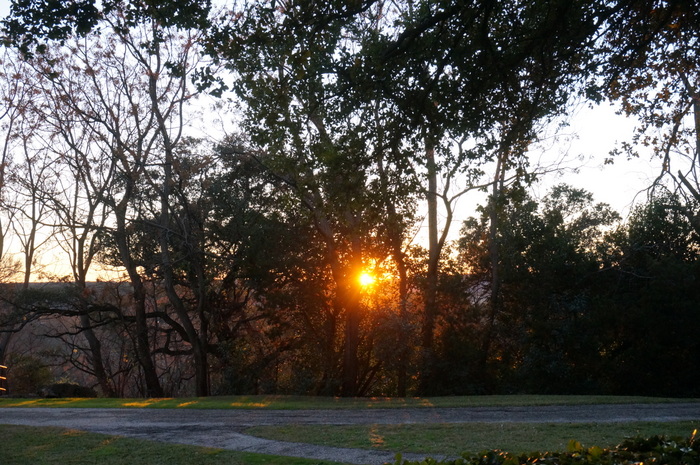 Sunset through the trees