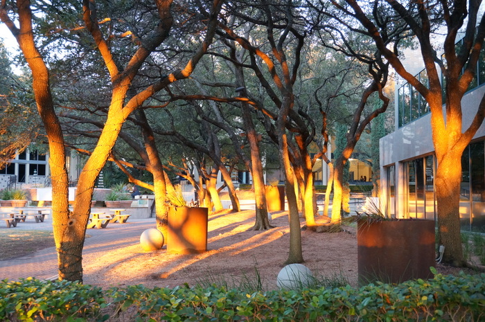 Sunset trees at the office park