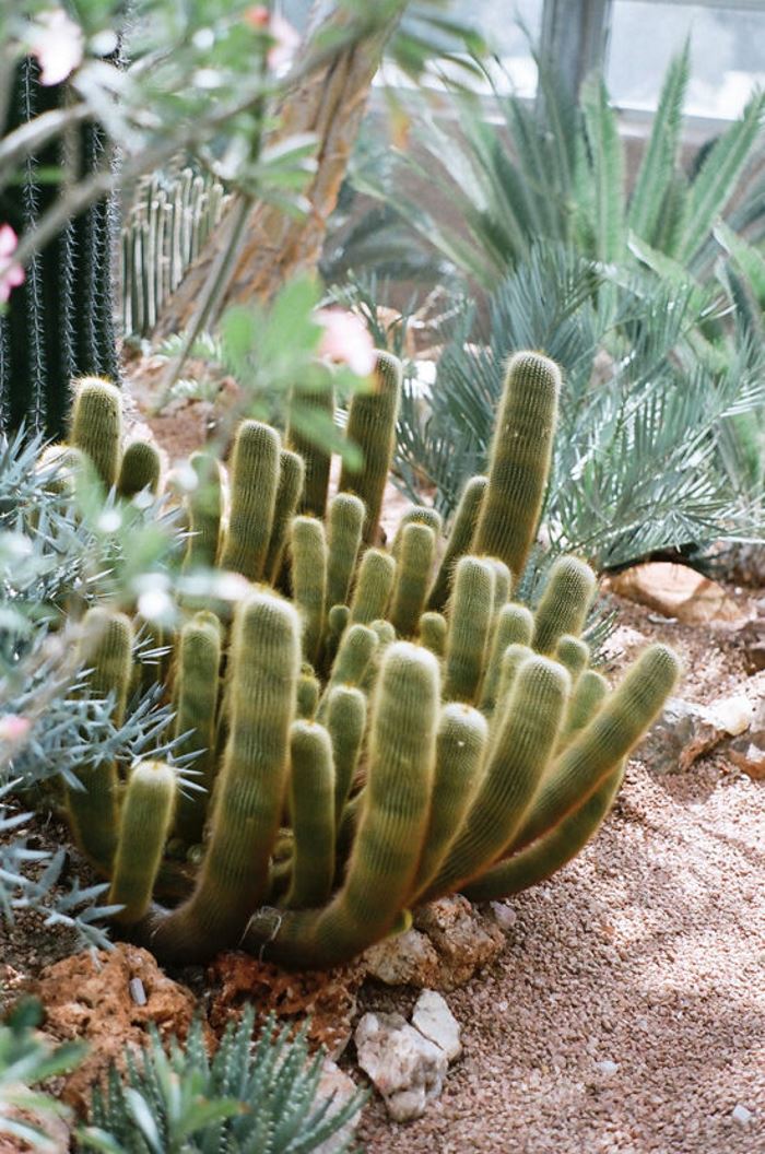 Greenhouse desert plants from Design Love Fest