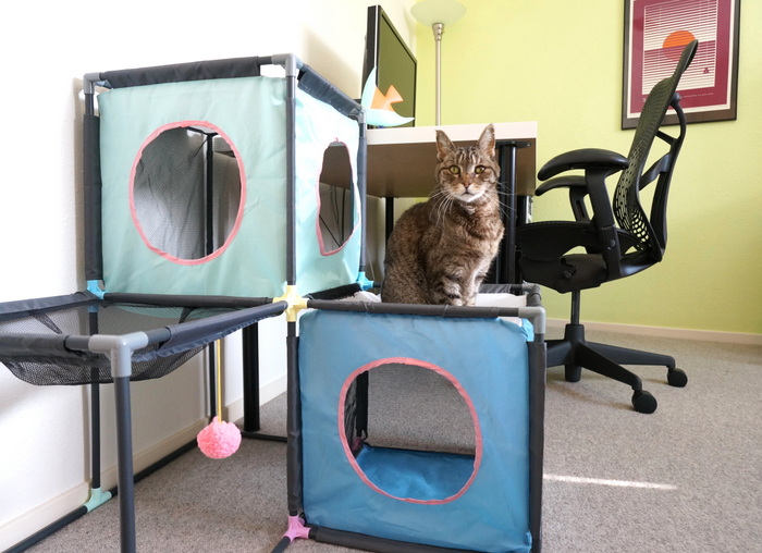 Kitty condo in a home office