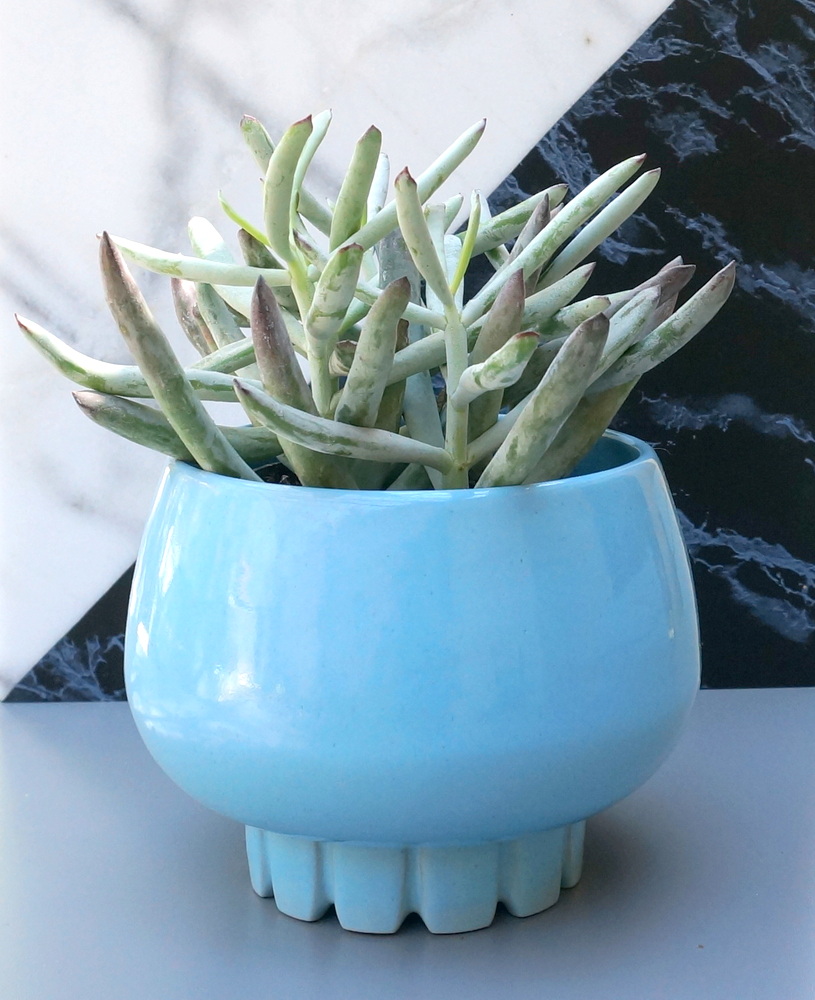 Midcentury planter filled with succulents
