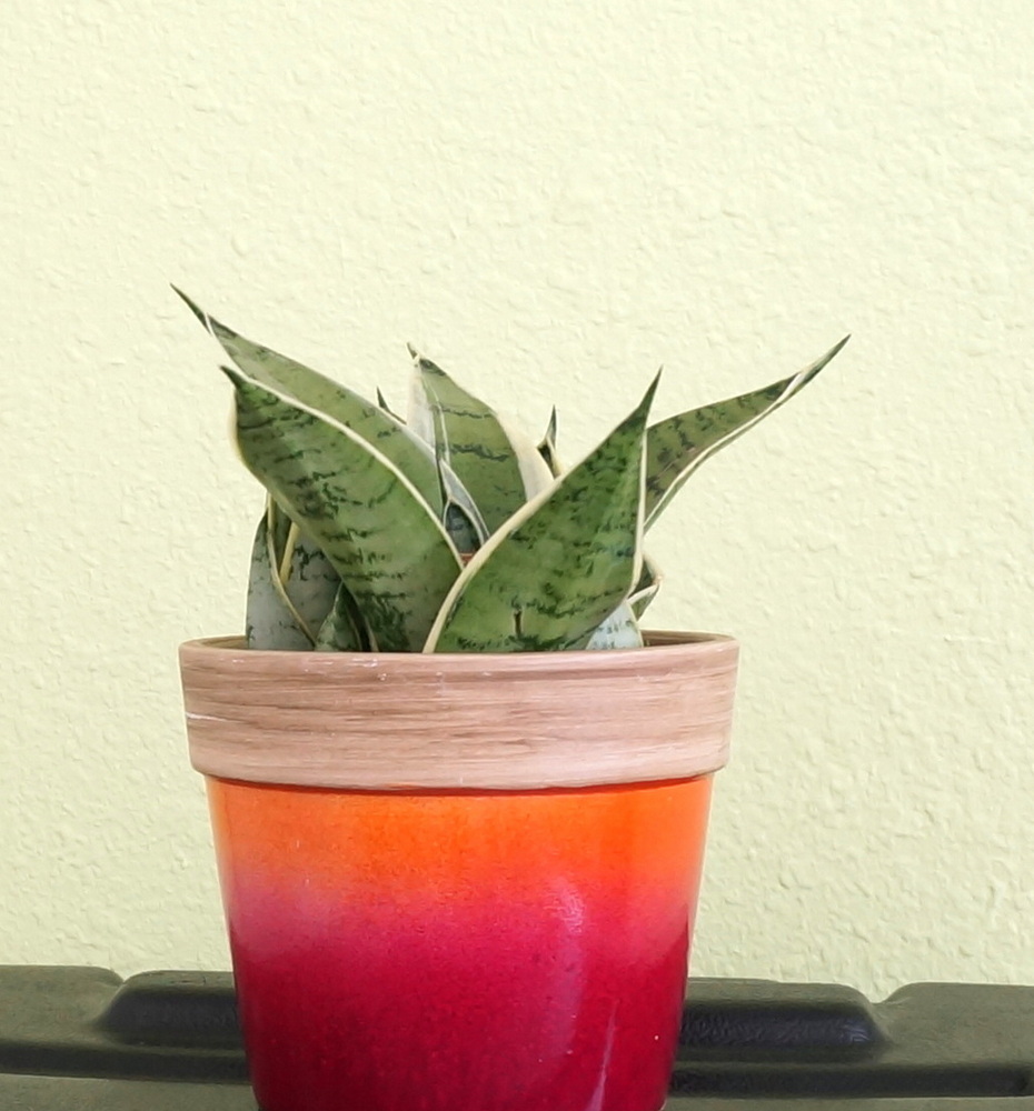 Snake plant in an ombre pot