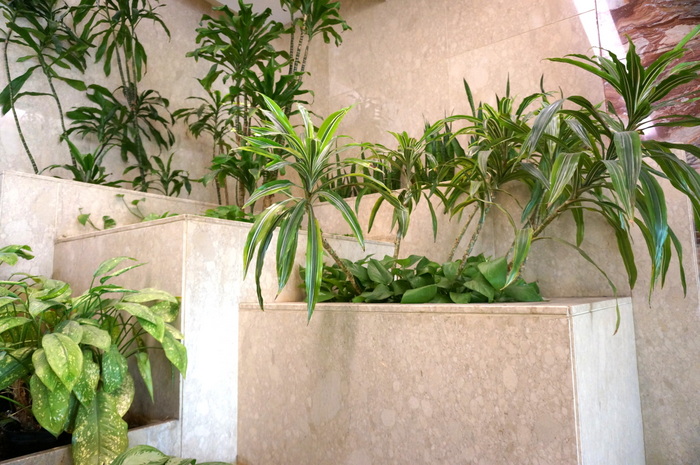 Indoor greenry fills built-in marble planters-001