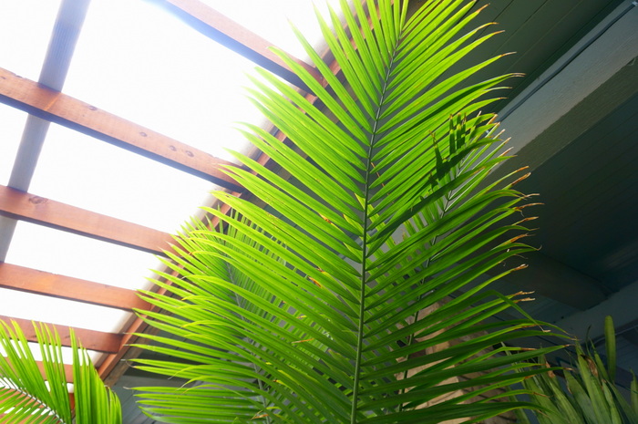 Palm frond in a greenhouse