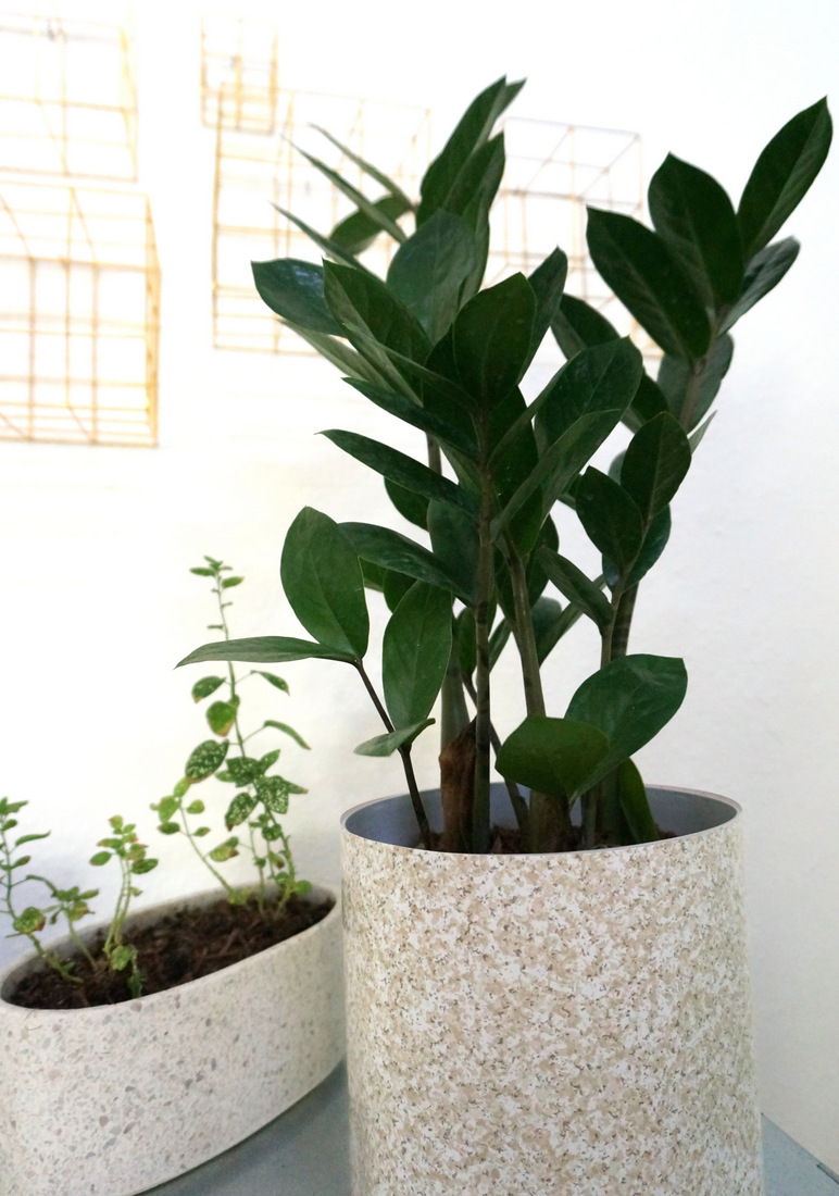 Houseplants in a modern dining room-001