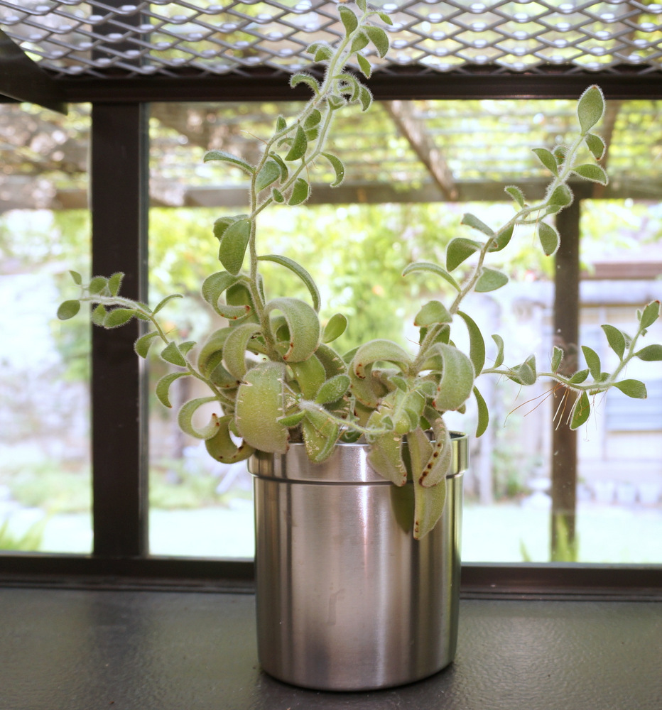 Plant life in a kitchen garden window-002