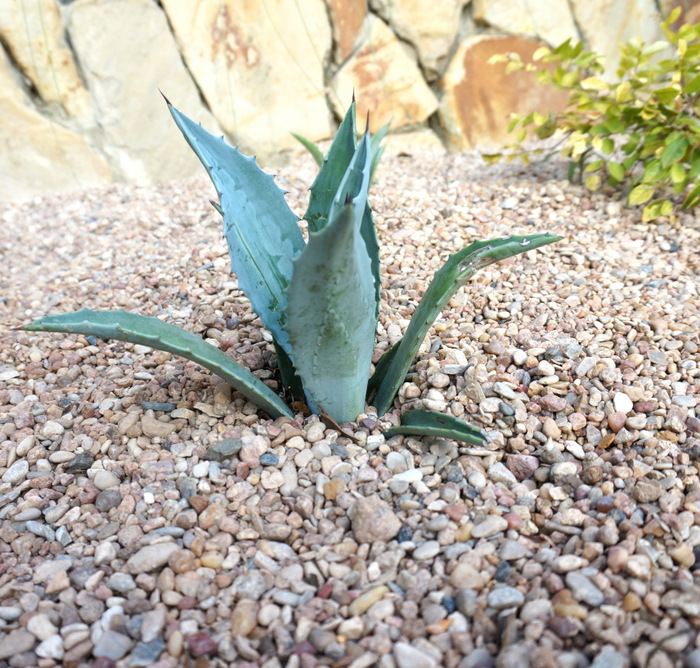 Blue agave in the garden