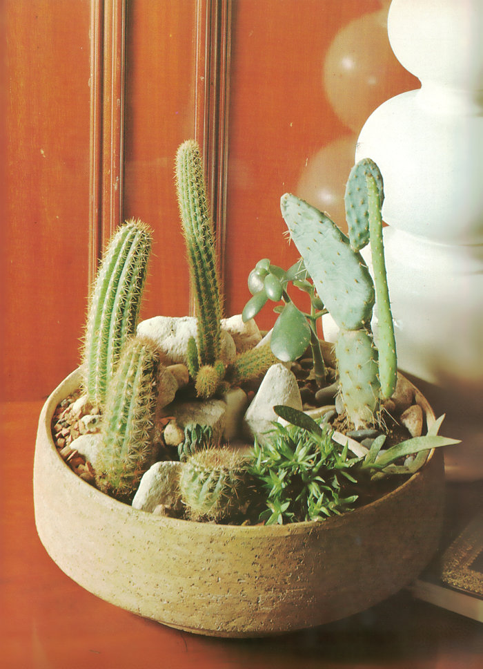 Cactus garden in a low planter
