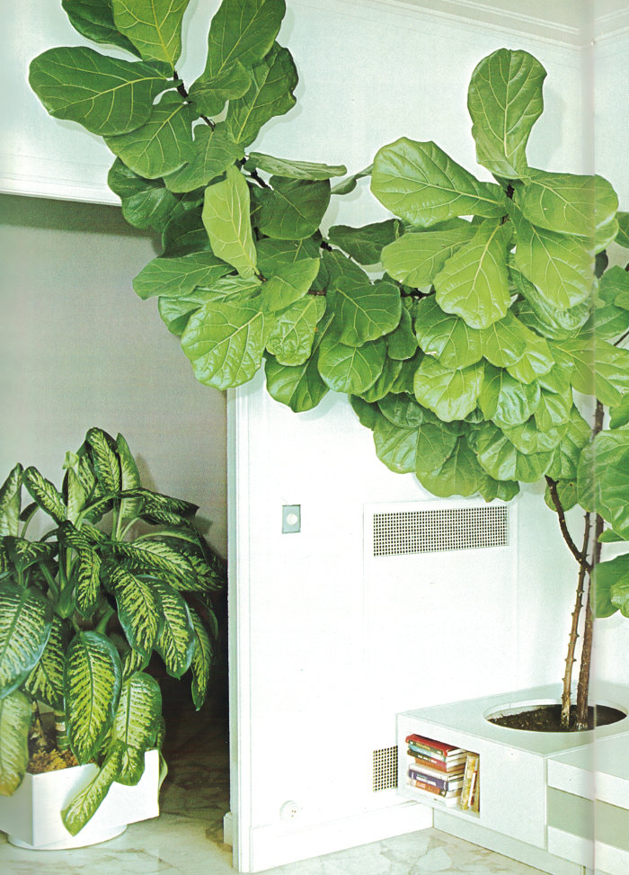 Dramatic plants in a retro interior