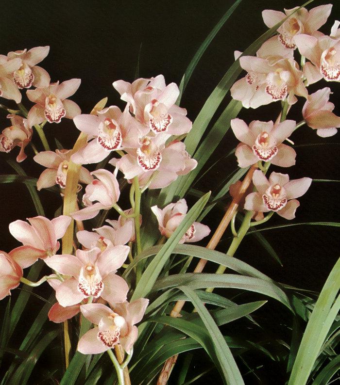 Retro photo of orchids