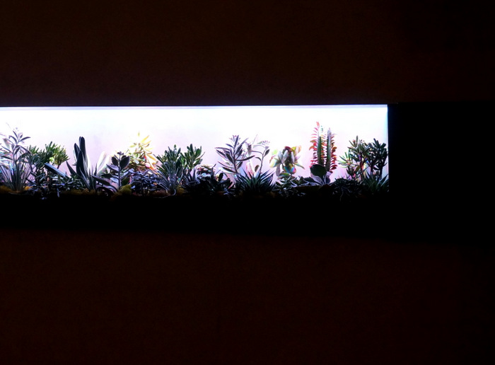 Succulent display