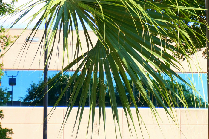 Office park palm tree