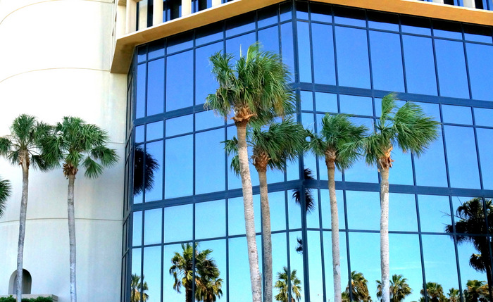 Palms and glass windows