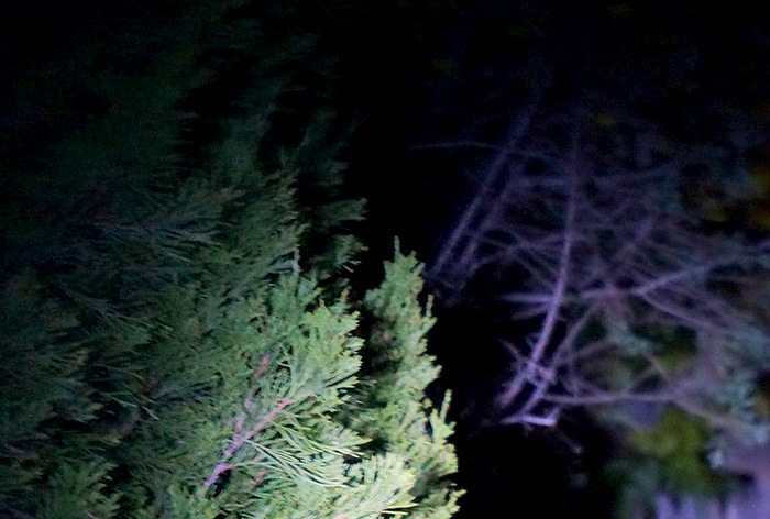 Backyard trees at night