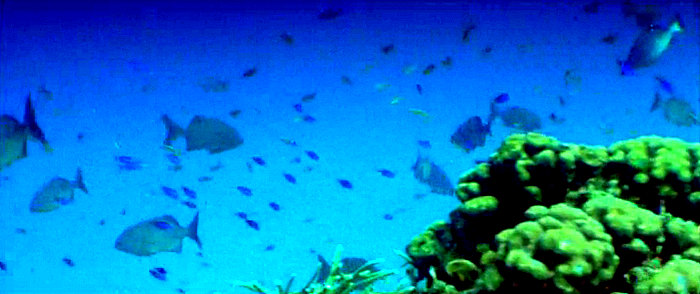 Jaws 3 undersea fish