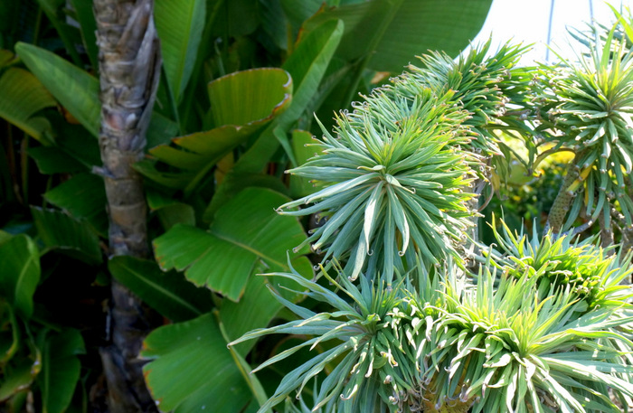 Laguna Beach plants