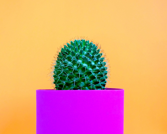 Round cactus