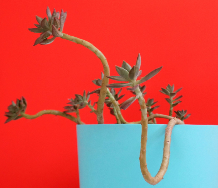 Succulent in a turquoise pot