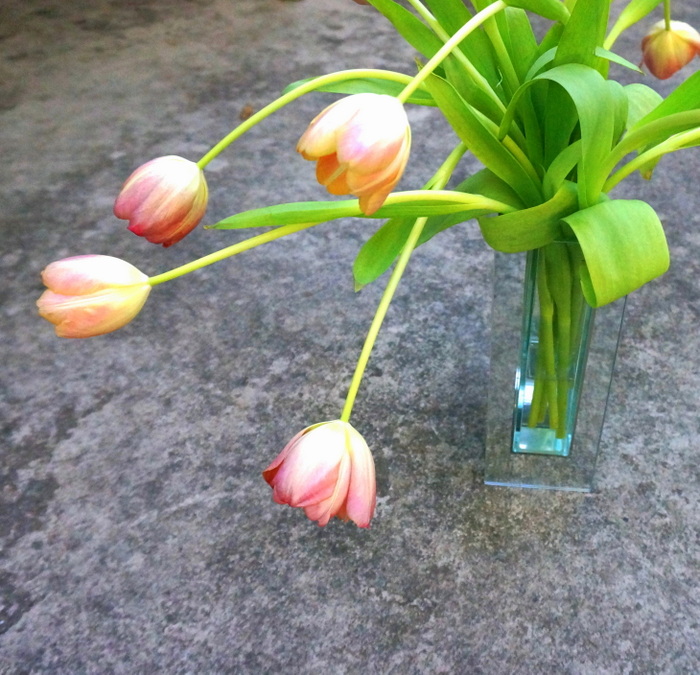 Vibrant tulips
