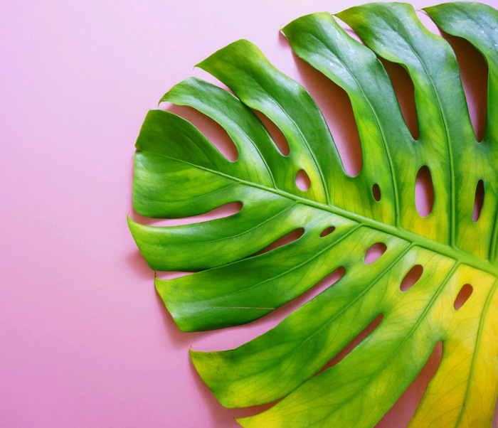 A Tropical Painting Project... | Mirror80