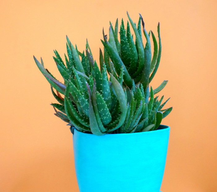 spiky-succulent